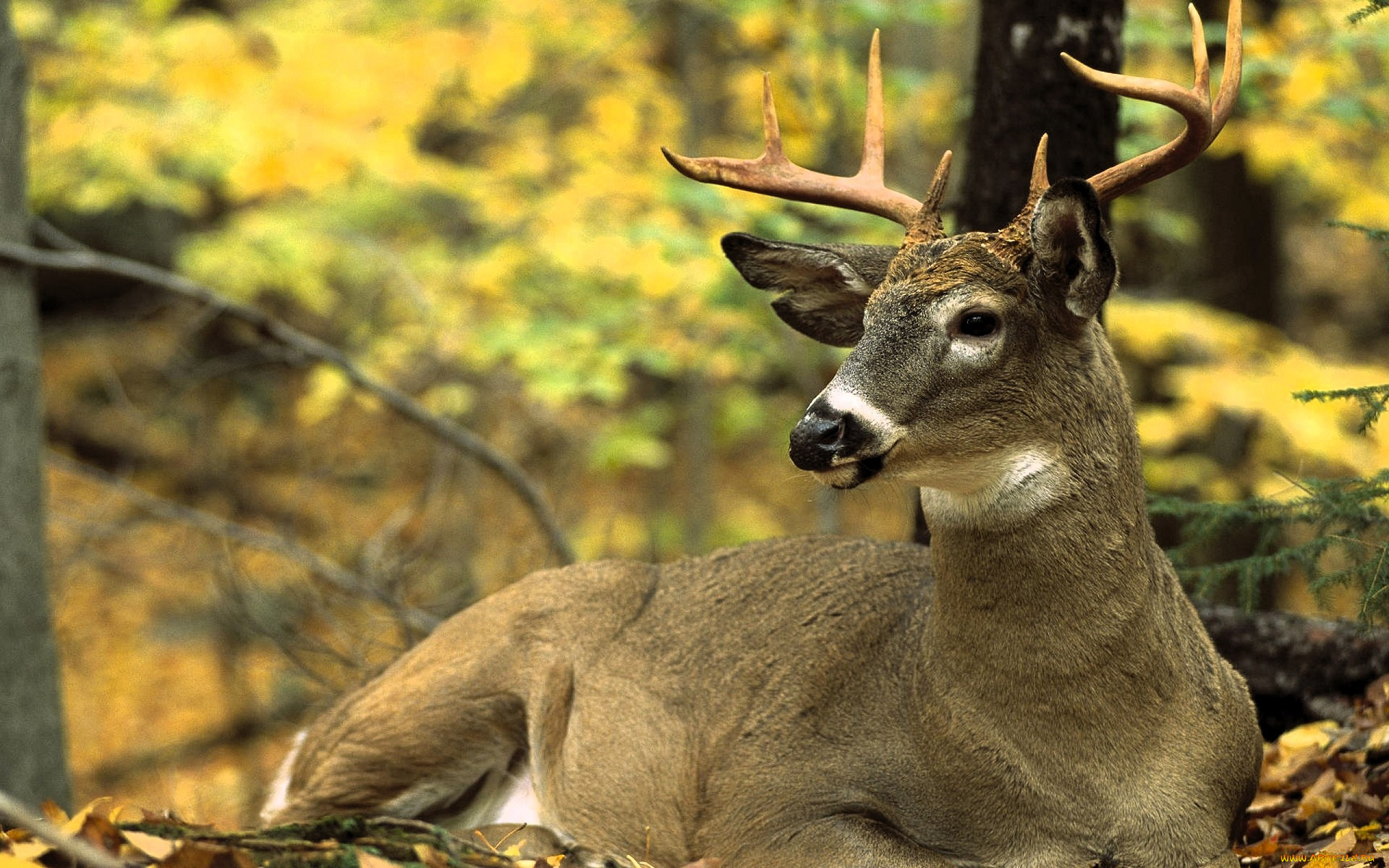 ��������, �����, �����, ����, ���, �����, ������